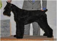 Apr 09 Beaumont G2 Puppy