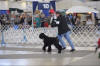 12-6 breed ring dn & bck