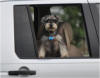 Cleo on the road