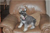 Sheeba on recliner