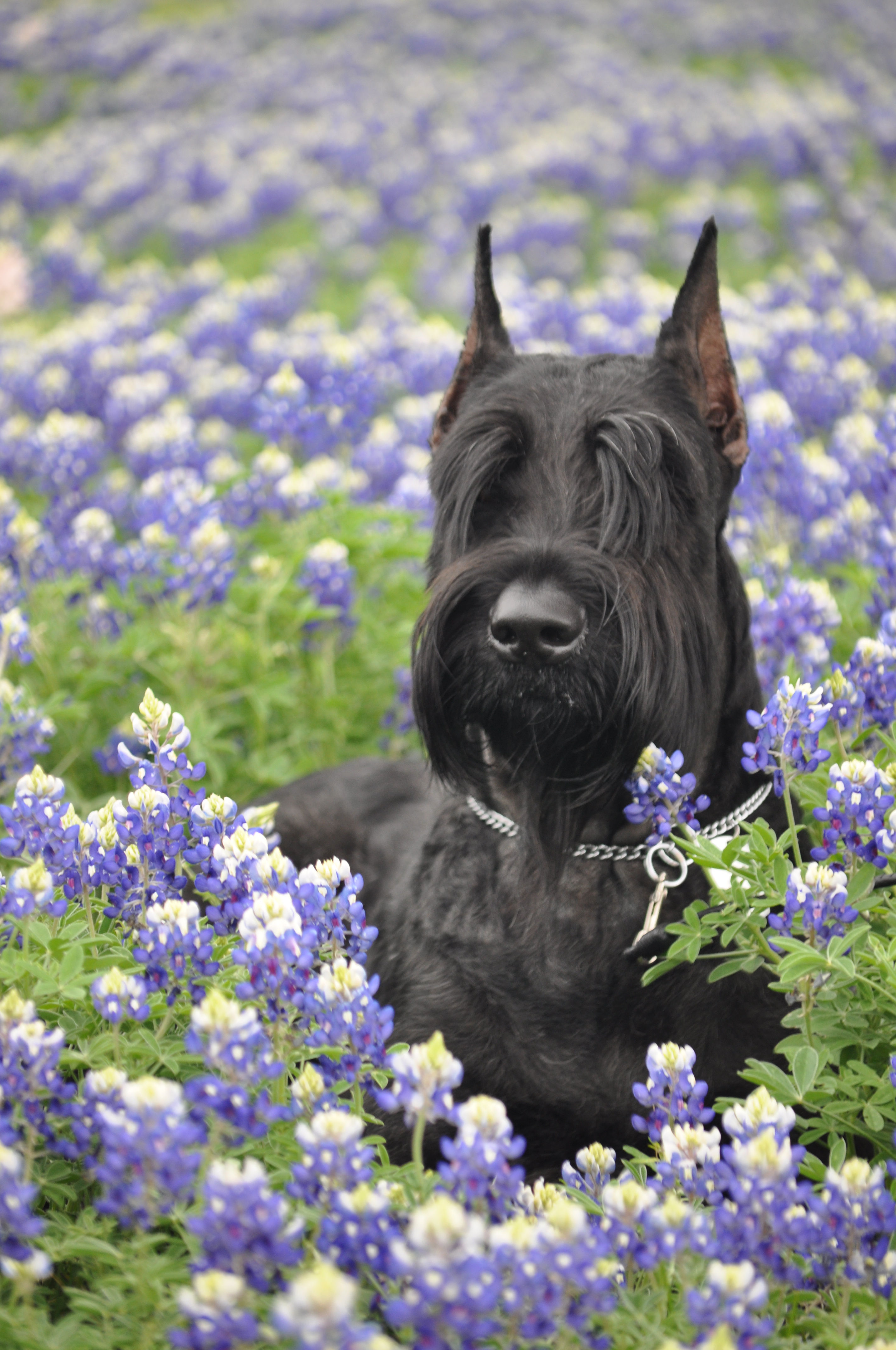 Max in Bluebbonts