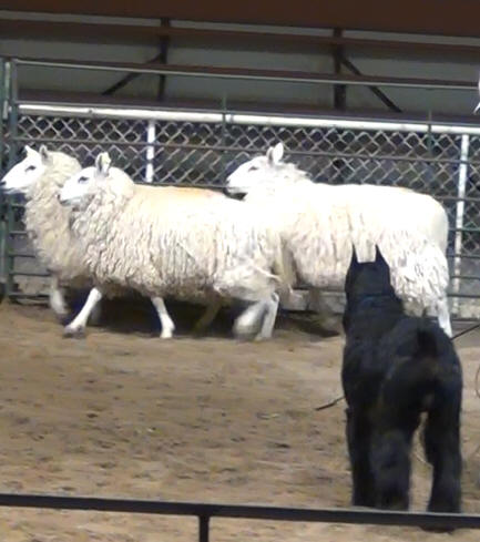 Max Herding Trial